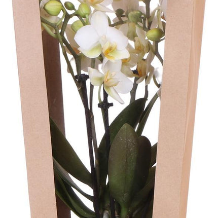 Cadeau tasje voor Orchidee met Sierpot - 9cm
