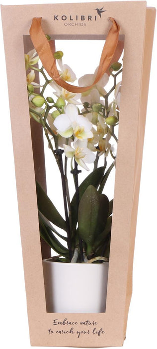 Cadeau tasje voor Orchidee met Sierpot - 9cm