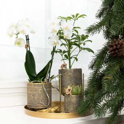 Kolibri Home | Plant Stand - Gold Metal Plant Riser - Ø12cm