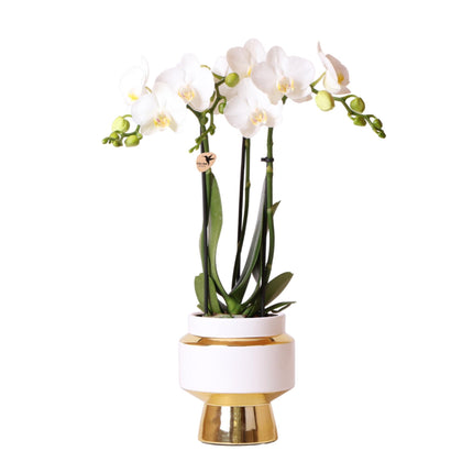 Weiße Phalaenopsis-Orchidee – Amabilis + Le Chic dekorativer Topf, goldfarben – Ø 9 cm – ↕ 40 cm – Blühende Zimmerpflanze im Blumentopf