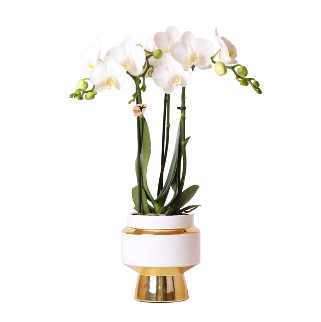 Orchidea Phalaenopsis bianca – Amabilis + Le Chic vaso decorativo oro – Ø9cm – ↕40cm - Pianta da interno fiorita in vaso