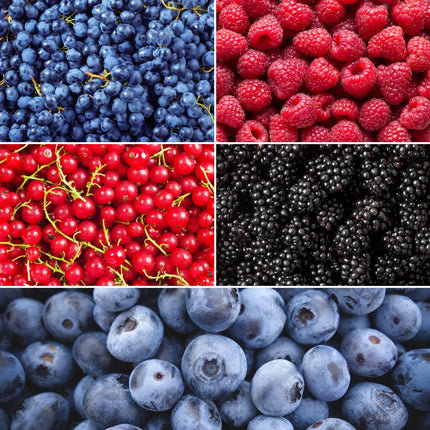 Bio-Obstpflanzenmischung – Set mit 5 verschiedenen Sorten „Fruchtoase“