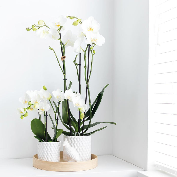 Witte Phalaenopsis orchidee - Dame Blanche - Ø12cm - Bloeiende kamerplant