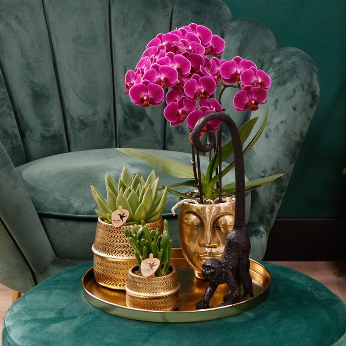 Paarse phalaenopsis orchideeën - Morelia - 4x - Ø9cm - Bloeiende kamerplant