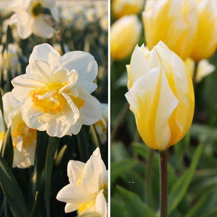 Bulbes de fleurs Amsterdam - Jacques Darlings - 25 bulbes de fleurs - Taille 12+