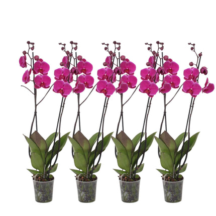 Sæt med 4 - Phalaenopsis Joyride - 3-grenet orkidé - ↕60cm - Ø12cm