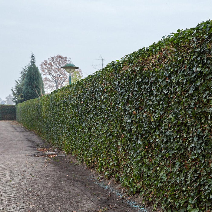 Hedera Hibernica - Klimop - Gestokt - ↕125-150 cm