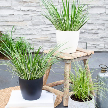 Acorus Gramineus 'Argenteostriatus' - Dværg Calamus - ↕30cm - Ø14cm - 3x
