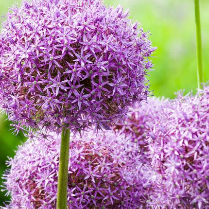 Globemaster - Allium bollen - 5 stuks - Bloembollen