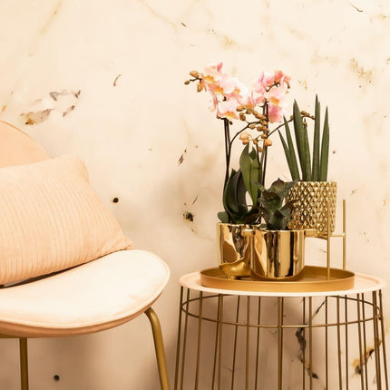 Kolibri Home | Plant Stand - Gold Metal Plant Riser - Ø12cm