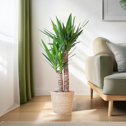Yucca Elephantipes with Sofia basket natural - ↕90cm - Ø21cm