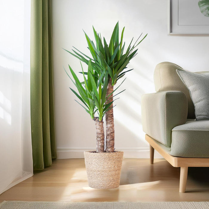 Yucca Elephantipes met Sofia mand naturel - ↕90cm - Ø21cm