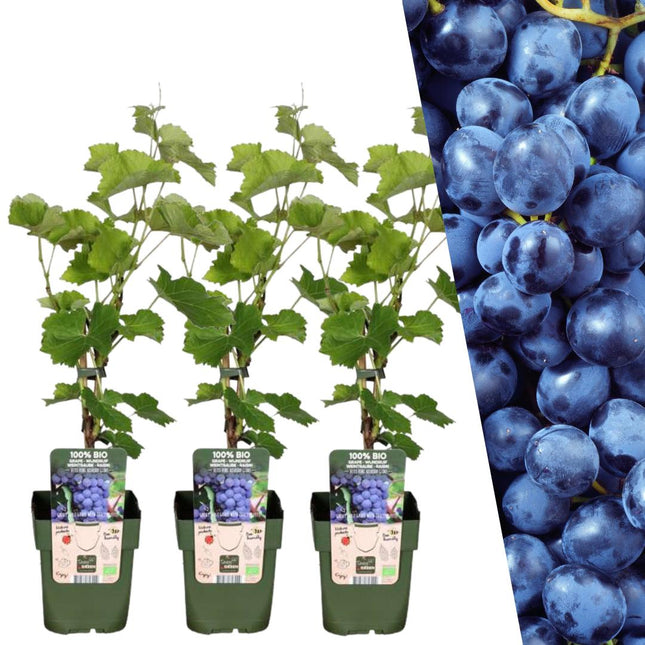Bio-Reben - ↕20 cm - Ø13 cm - 3x