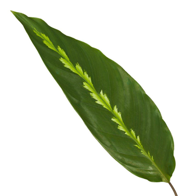 Calathea Maui Queen - ↕35cm - Ø12cm