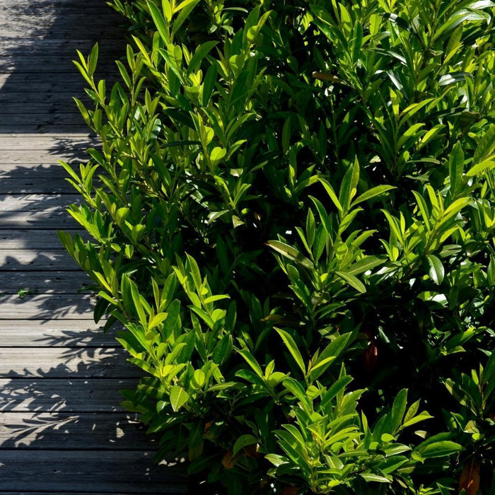 Grote Laurierkers Planten Caucasica voor 10 strekkende meter haag - 12L - 25x - ↕100-125 cm
