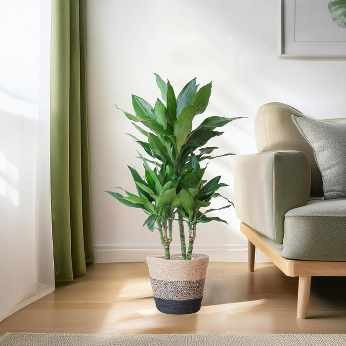 Dracaena Janet Lindt met Mand Lissabon zwart - ↕95cm - Ø21cm - Drakenplant