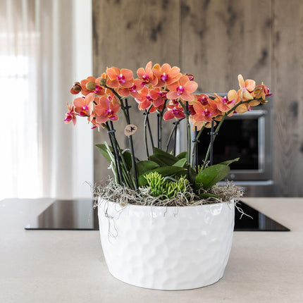 Orange plantesæt i honningskål inkl. vandreservoir - Tre orange Bolzano-orkideer 9 cm og tre grønne Rhipsalis-planter | Junglebuket orange med selvstændig vandreservoir