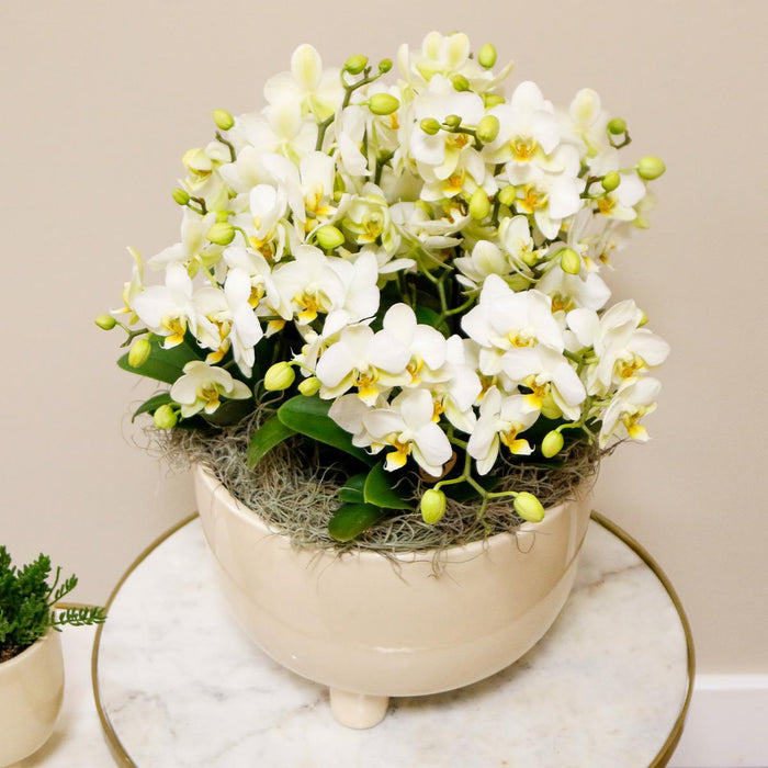 Witte plantenset in Gummy dish incl. waterreservoir | drie witte orchideeën | Mono Bouquet wit met zelfvoorzienend waterreservoir