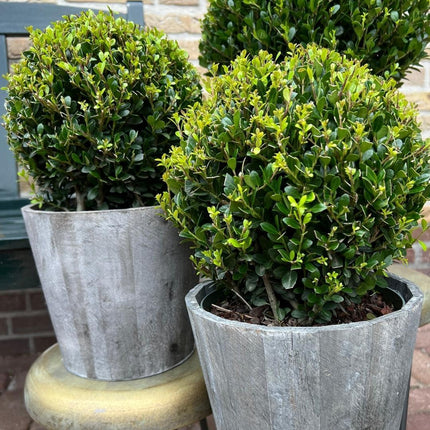 Ilex crenata 'Jenny' ball in wooden pot - Ø20cm - 2x