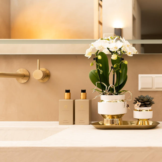 Kolibri Home | Maceta Le Chic - Maceta decorativa de cerámica blanca con detalles dorados - Ø6cm