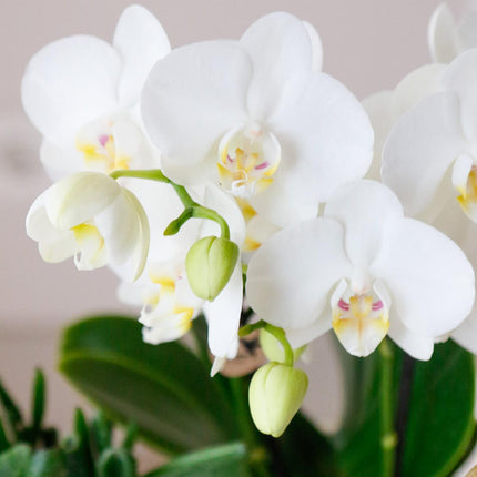 White Phalaenopsis orchids - Amabilis - 4x - Ø9cm - Flowering houseplant
