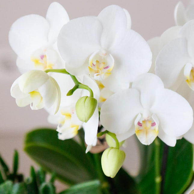 Orchidee Phalaenopsis bianche - Amabilis - 4 pezzi - Ø9cm - Pianta da interno fiorita