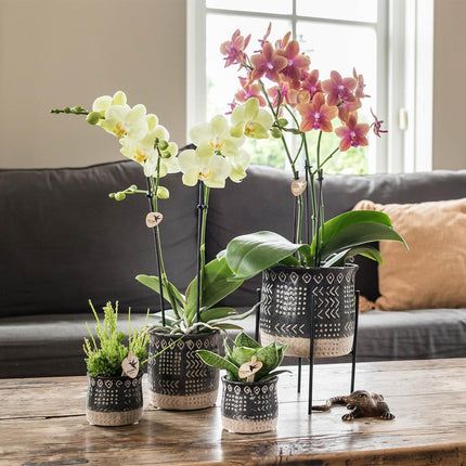 Kolibri Home | Plant Stand - Black metal raised plant stand - Ø12cm