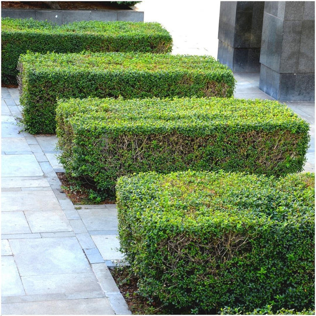 Ligustrum Ovalifolium Set van 6 winterharde haagplanten - 1 meter Haagliguster - Semi-groenblijvende haag