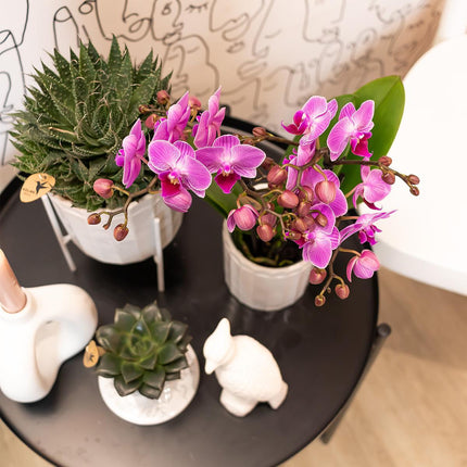 Orquídea Phalaenopsis púrpura/rosa - Mineral Vienna - Ø9cm - Planta de interior con flores