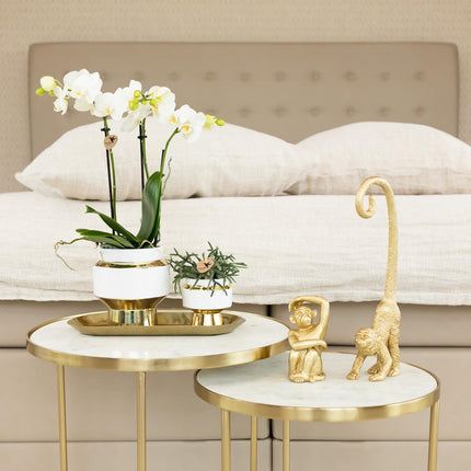 Weiße Phalaenopsis-Orchidee – Amabilis + Le Chic dekorativer Topf, goldfarben – Ø 9 cm – ↕ 40 cm – Blühende Zimmerpflanze im Blumentopf
