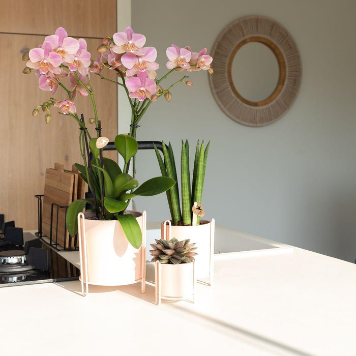 Oudroze Phalaenopsis orchidee - Jewel Treviso - Ø12cm - Bloeiende kamerplant