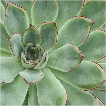 ROOTLESS Succulent Echeveria Pulidonis - ↕5cm - Ø12-14 cm