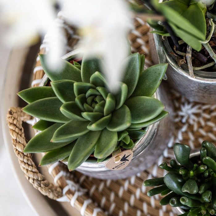 Gift set Christmas silver | Plantenset met witte Phalaenopsis Orchidee en Succulenten incl. keramieken sierpotten