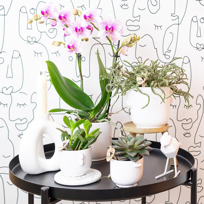 Roze Phalaenopsis orchidee - Mineral Rotterdam - Ø9cm - Bloeiende kamerplant