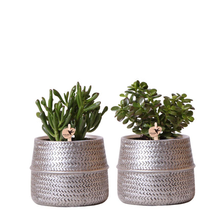 Succulent set of 2 plants in silver groove decorative pots - ceramic - Ø9cm - Kolibri Greens