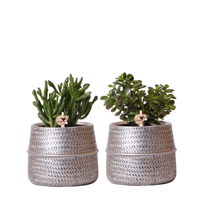Sukkulentsæt med 2 planter i dekorative potter med sølvrille - keramik - Ø9 cm - Kolibri Greens