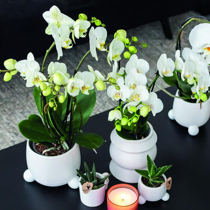 Orchidee Phalaenopsis bianche - Amabilis - 2 pezzi - Ø9cm - Pianta da interno fiorita