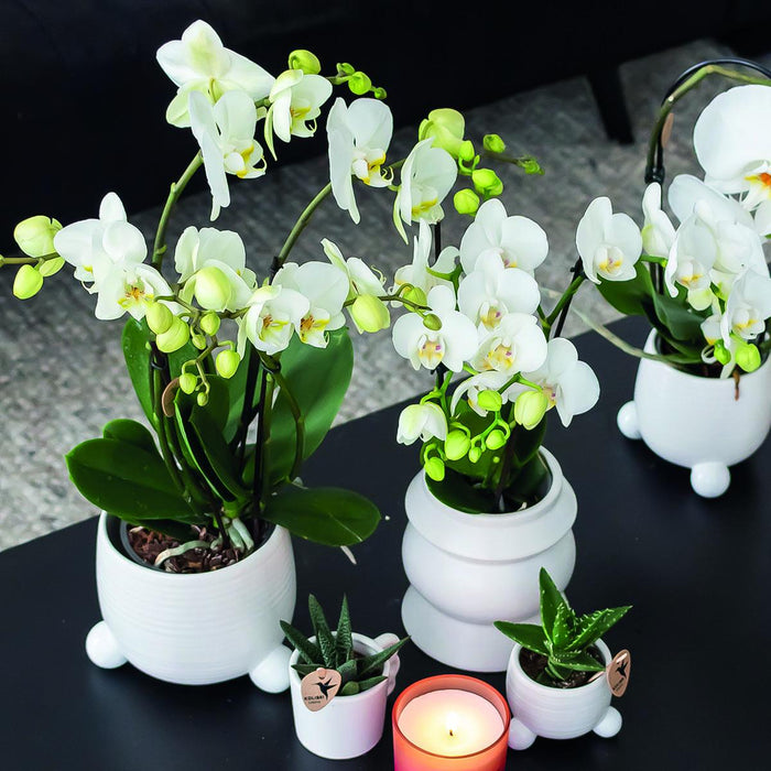 Witte Phalaenopsis orchideeën - Amabilis - 2x - Ø9cm - Bloeiende kamerplant
