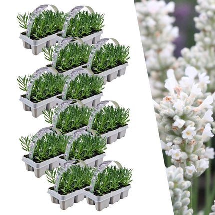 Lavande à feuilles étroites blanches (Lavande angustifolia) - 72 x ↕15 cm - Ø7 cm - Lot de 12 x 6 
