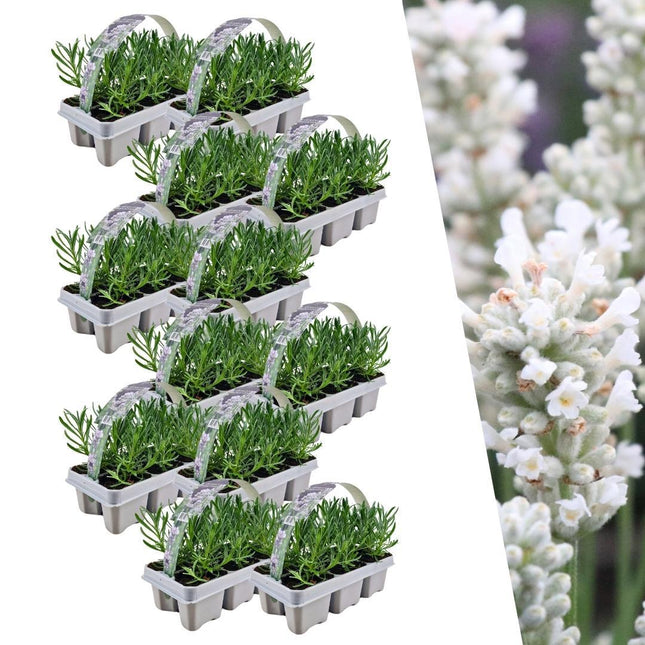 Lavanda angustifolia blanca - 72 x 15 cm - Ø7 cm - Paquete de 12 x 6