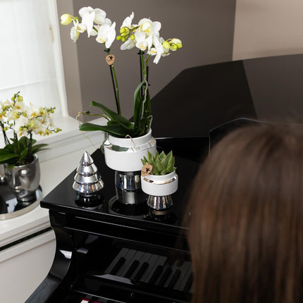 White Phalaenopsis orchid – Amabilis + Le Chic silver decorative pot – Ø9cm – ↕40cm - Flowering houseplant in flowerpot