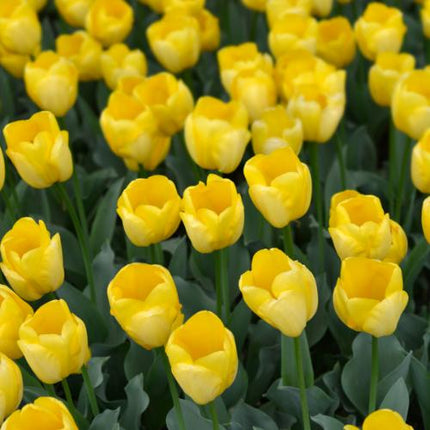 Oro intenso - Bulbi di tulipano - 20 pezzi - Bulbi di fiori