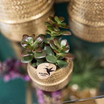 Groove Gold Plant Set - Set with white Phalaenopsis orchid Amabilis Ø9cm and green Succulent Aloe Brevifolia Ø6cm - with gold ceramic decorative pots