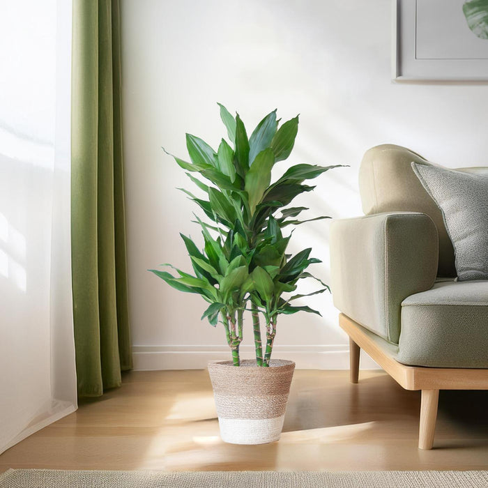 Dracaena Janet Lindt met mand Lissabon wit - ↕95cm - Ø21cm - Drakenplant