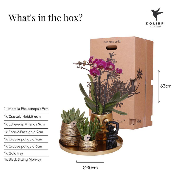 Gift set Hotel Chic| Plantenset met paarse Phalaenopsis Orchidee en Succulenten incl. keramieken sierpotten