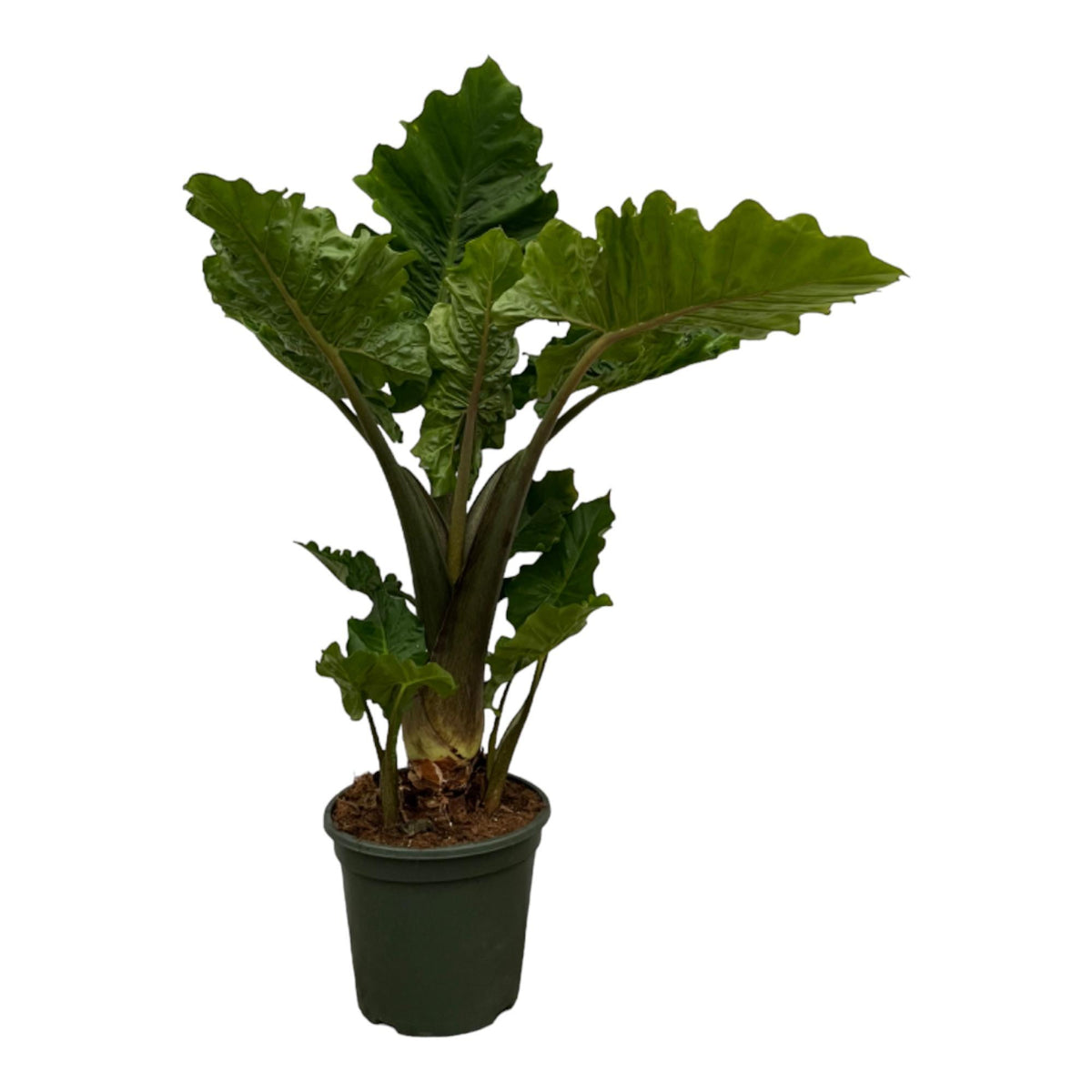 Alocasia Low Raider – Elefantenohr – 75 cm – Ø26 cm — Planten247.nl