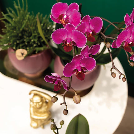 Purpurfarbene Phalaenopsis-Orchideen (Morelia) – 2 Stück – Ø 9 cm – Blühende Zimmerpflanze