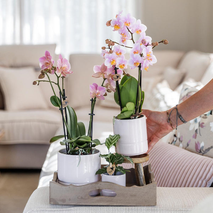 Roze phalaenopsis orchidee - Andorra + Pastel pot white - Ø9cm - Bloeiende kamerplant