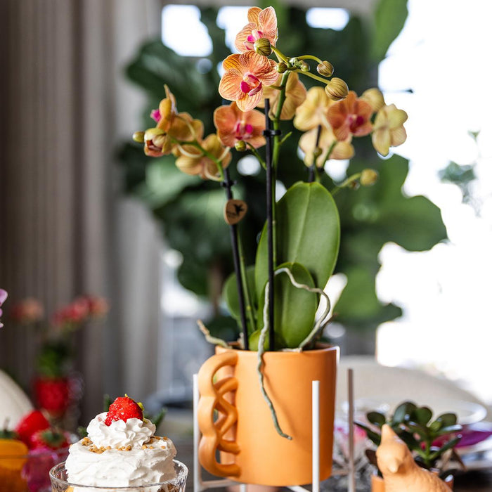 Oranje Phalaenopsis orchidee – Jamaica + Happy Mug sierpot peach – Ø9cm – ↕35cm - Bloeiende kamerplant in bloempot