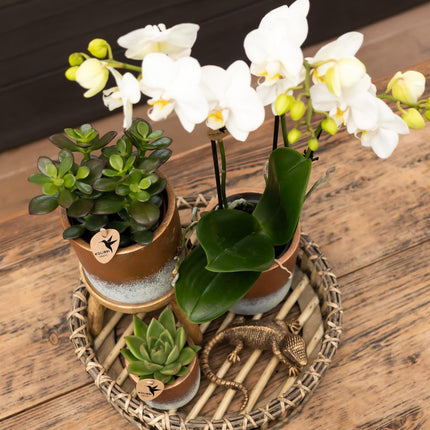 Crassula Minor - Succulent - Ø6cm - Kolibri Greens - Green plant